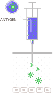 Antygen